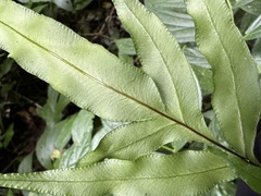 Pteris formosana