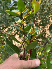 Persoonia confertiflora
