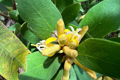 Persoonia confertiflora