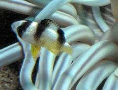 Amblypomacentrus breviceps