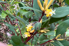 Persoonia confertiflora