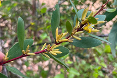 Persoonia confertiflora