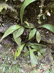 Antrophyum formosanum