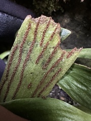 Antrophyum formosanum