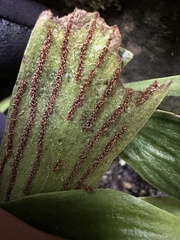 Antrophyum formosanum