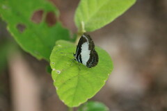 Psychonotis caelius