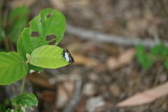 Psychonotis caelius