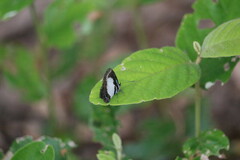 Psychonotis caelius