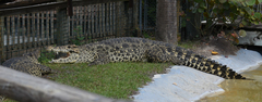 Crocodylus rhombifer