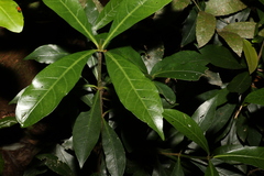 Atractocarpus benthamianus