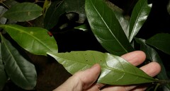 Atractocarpus benthamianus