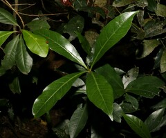 Atractocarpus benthamianus