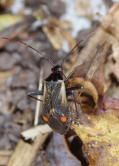Adelphocoris seticornis