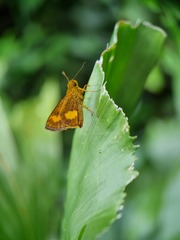 Oriens paragola