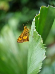 Oriens paragola
