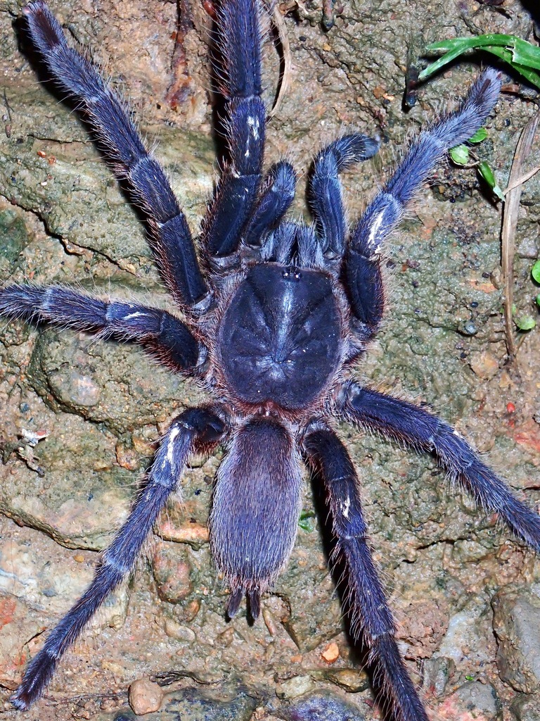 Palawan Blue Tarantula from Dumaran, Palawan, Philippines on December