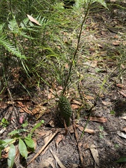 Macrozamia pauli-guilielmi
