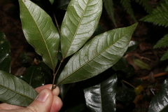 Mischocarpus australis