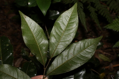 Mischocarpus australis