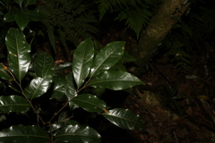 Mischocarpus australis