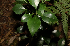 Auranticarpa rhombifolia