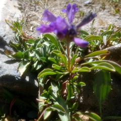 Penstemon heterodoxus