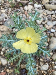 Argemone ochroleuca