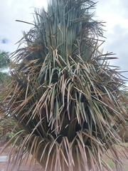 Copernicia rigida