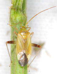 Adelphocoris ticinensis