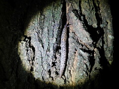 Limax maximus