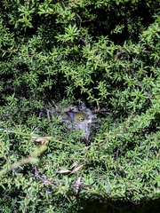 Zosterops lateralis lateralis