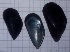 Mytilidae