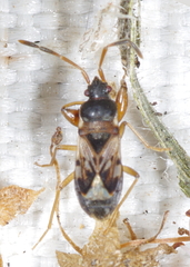 Scolopostethus puberulus