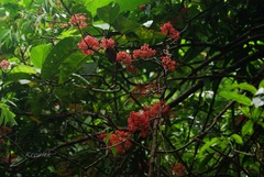 Saraca declinata