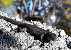 Phoenicolacerta laevis