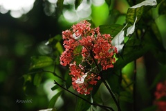 Saraca declinata