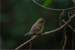 Ficedula mugimaki