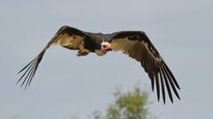 Trigonoceps occipitalis