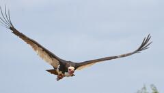 Trigonoceps occipitalis