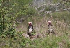 Trigonoceps occipitalis