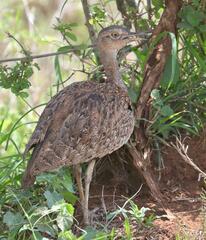 Eupodotis ruficrista