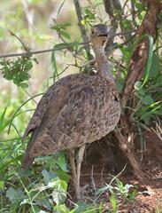 Eupodotis ruficrista