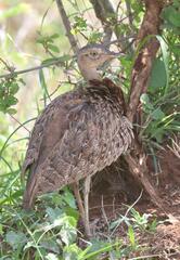 Eupodotis ruficrista