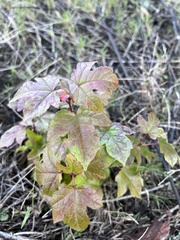 Liquidambar styraciflua