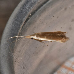 Coleophora