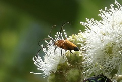 Stenoderus ostricilla