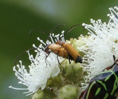 Stenoderus ostricilla
