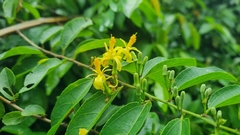 Grewia caffra