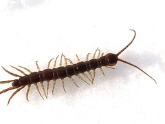 Lithobius
