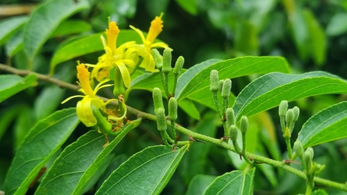 Climbing Raisin (Grewia caffra) · iNaturalist United Kingdom